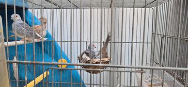 Tortorelle diamantine