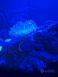 Coralli molli reef: Pinnigorgia + Sarcophyton