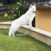 Disponibile per monta pastore svizzero bianco