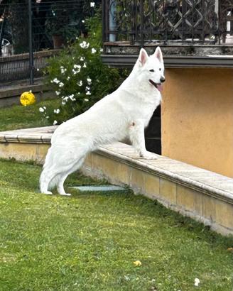 Disponibile per monta pastore svizzero bianco