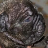 Cuccioli di bulldog francese