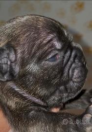 Cuccioli di bulldog francese