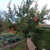 piantine di melograni