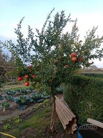 piantine di melograni