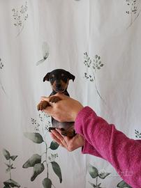 Cuccioli pinscher nano