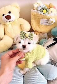 Cuccioli di maltese