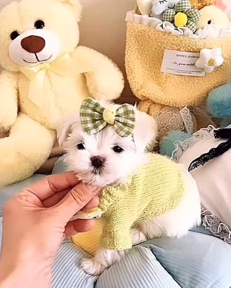 Cuccioli di maltese