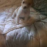 Cuccioli di Jack Russell