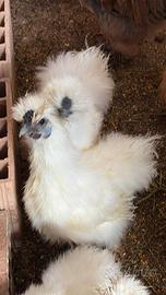 Maschio moroseta nano