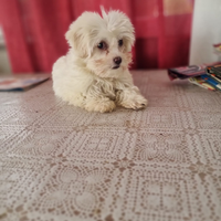 Cucciola maltese mini Toy