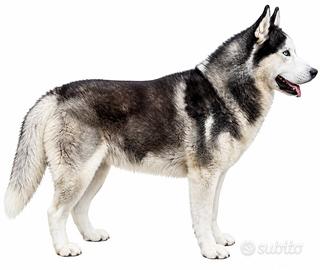 Siberian Husky