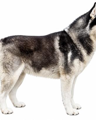 Siberian Husky