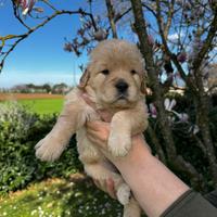 Golden Retriever cuccioli americani 90%