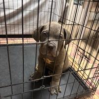 Cuccioli corso italiani