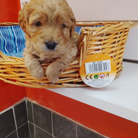 Barboncino toy maschio albicocca