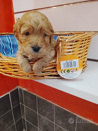 Barboncino toy maschio albicocca