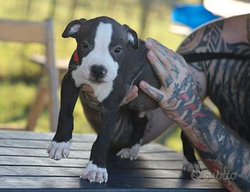 Cuccioli Pit Bull con pedigree anche a rate