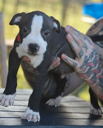 Cuccioli Pit Bull con pedigree anche a rate