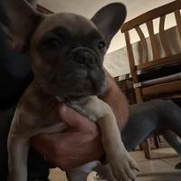 Cucciola di bulldog francese