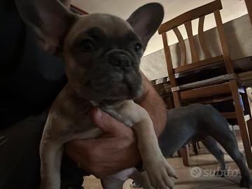 Cucciola di bulldog francese