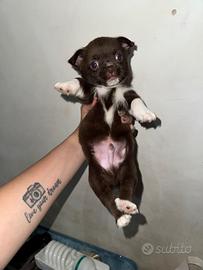 Chihuahua