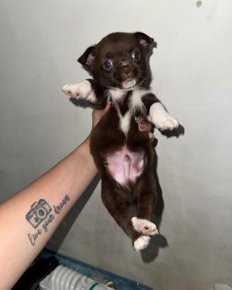 Chihuahua