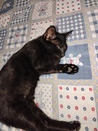 Gattini