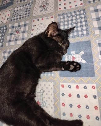 Gattini