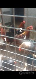 Gallo