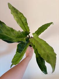 Alocasia lauterbachiana aurea rara e variegata