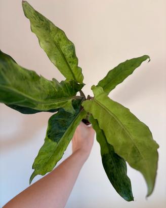 Alocasia lauterbachiana aurea rara e variegata