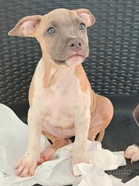 Cuccioli Amstaff