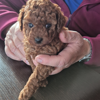 Barboncina toy pedigree enci