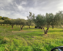 Terreno agricolo