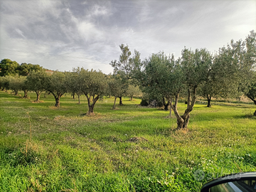 Terreno agricolo