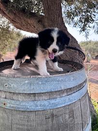 Border collie linea bellezza