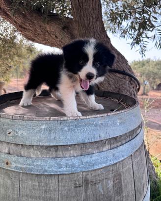 Border collie linea bellezza