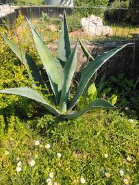 piante agavi per giardino