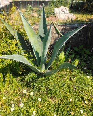 piante agavi per giardino