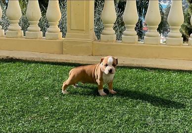 Disponibili cuccioli di Amstaff