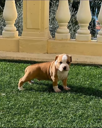 Disponibili cuccioli di Amstaff
