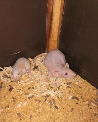 Ratti domestici