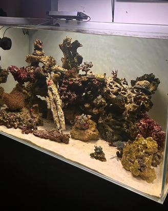 Rocce vive naturali e artificiali