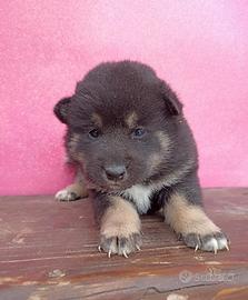 Shiba Inu 2 mesi