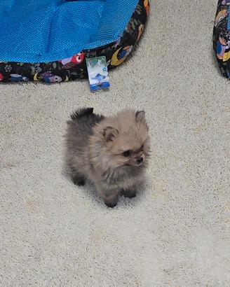 Spitz nano tedesco pomerania small