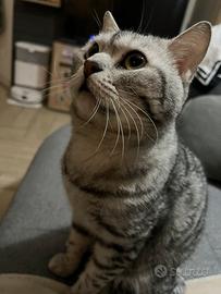 Scottish straight intero