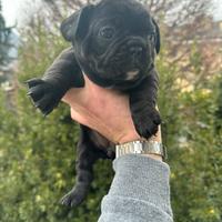 Bulldog francese