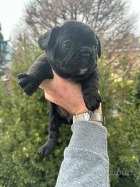 Bulldog francese