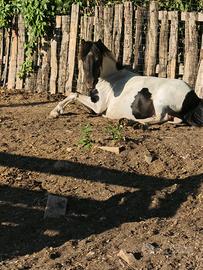 3 pony