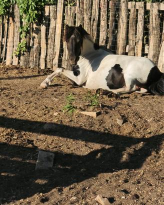 3 pony